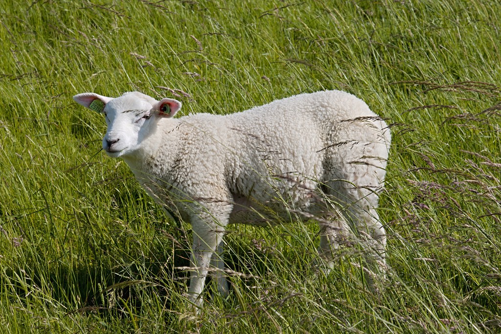 lente zomer herfst winter seizoen seizoenen voorjaar najaar hdr paddenstoelen bladeren mist regen sneeuw tulp tulpen bloesem
